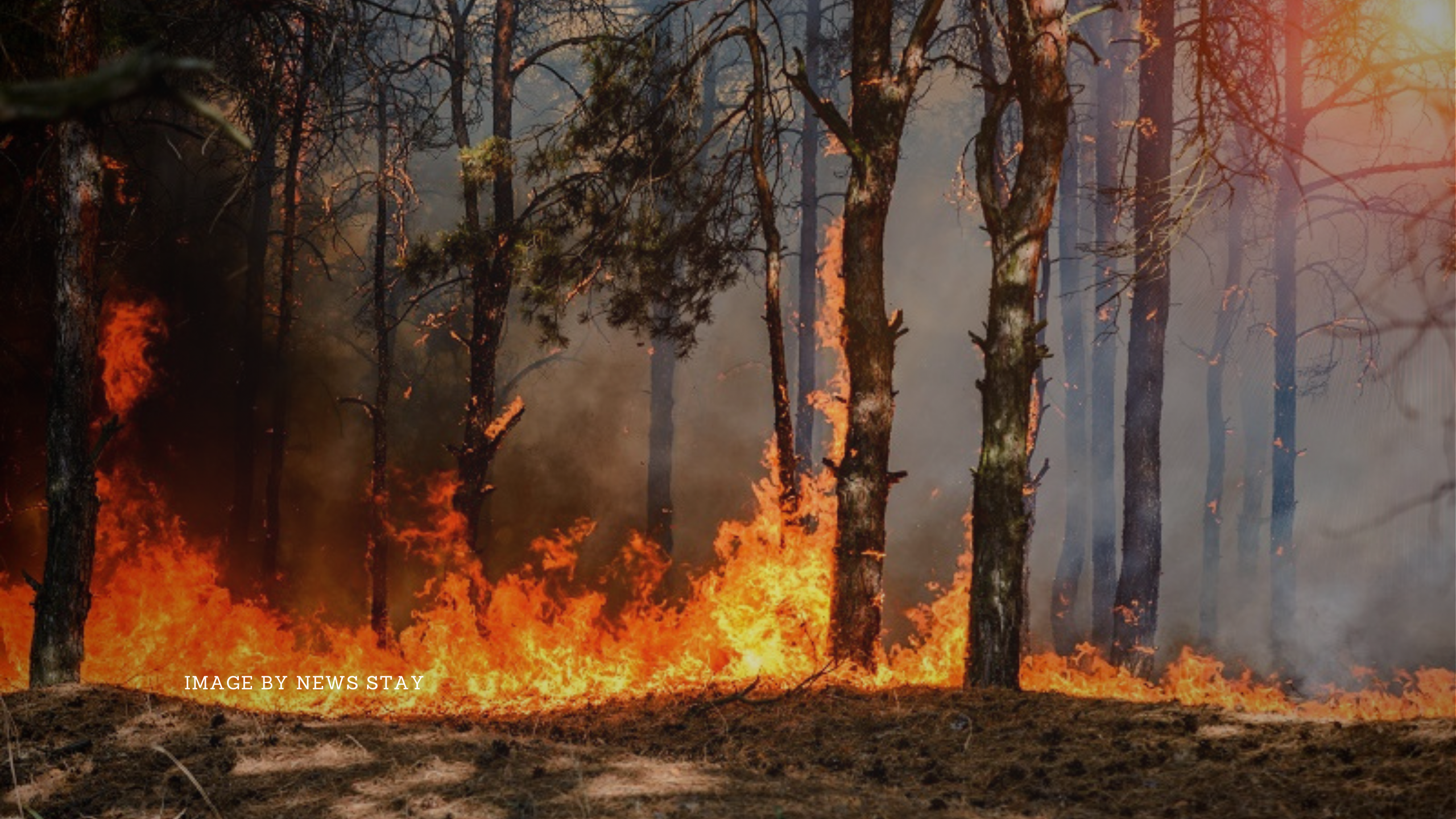 Climate Change and Wildfires: A Closer Look at the Connection