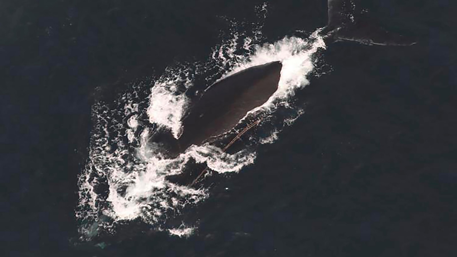 Third entangled endangered whale spotted in span of a week off East Coast