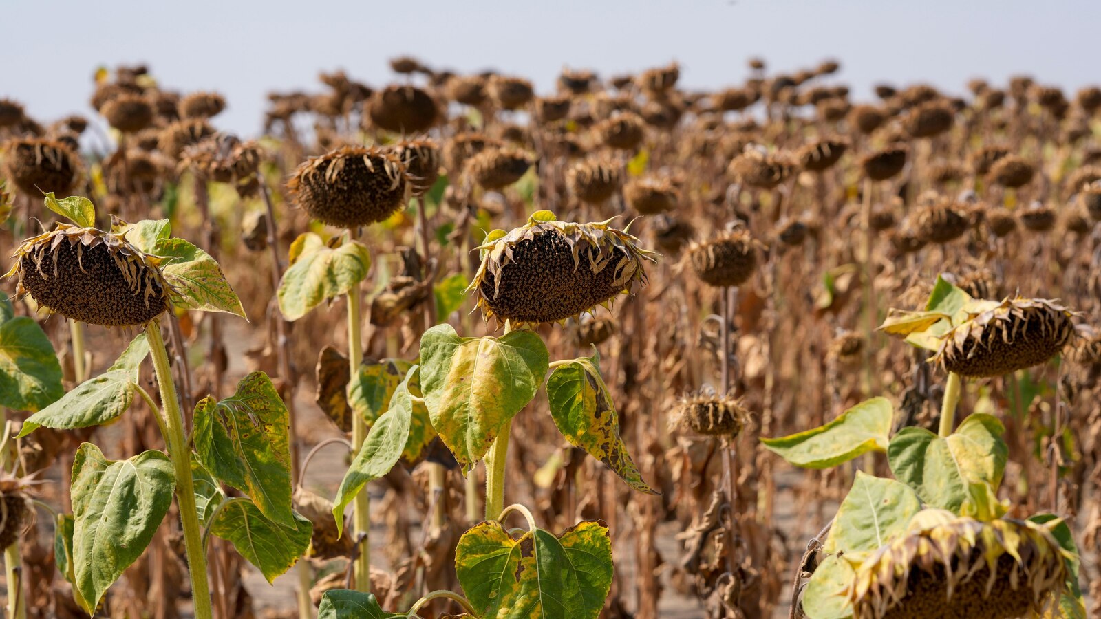 UN talks fail to reach agreement on dealing with rising risk of global drought