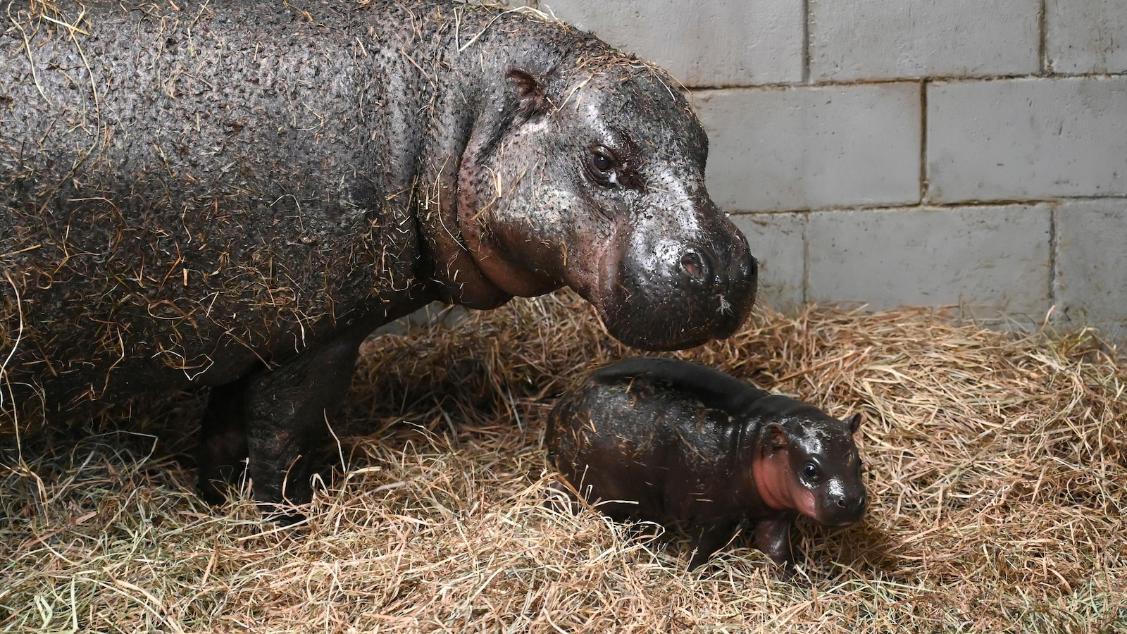 Virginia zoo welcomes newborn pygmy hippopotamus as year ends