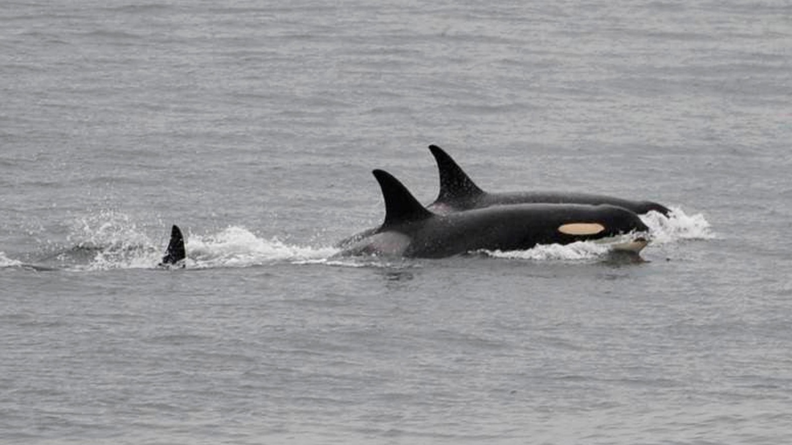 An orca that carried her dead calf for weeks in 2018 is doing so once again